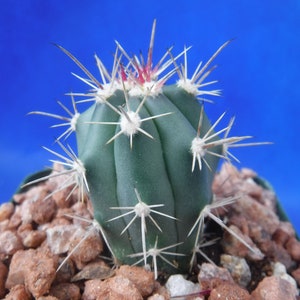 Ferocactus santa-maria Cactus 3.25 Tamaño de la olla RARO Muy difícil encontrar especies imagen 7