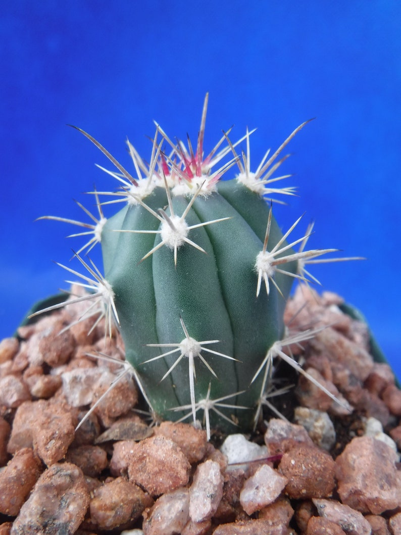 Ferocactus santa-maria Cactus 3.25 Tamaño de la olla RARO Muy difícil encontrar especies imagen 7