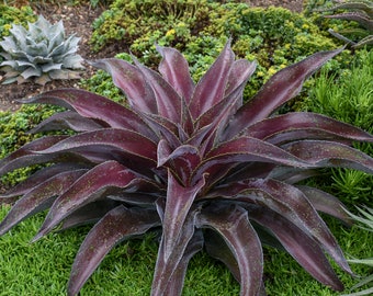 Mission to Mars Mangave STARTER Plant Agave/Manfreda Hybrid Great COLORS 3"+ Rare Cultivar!