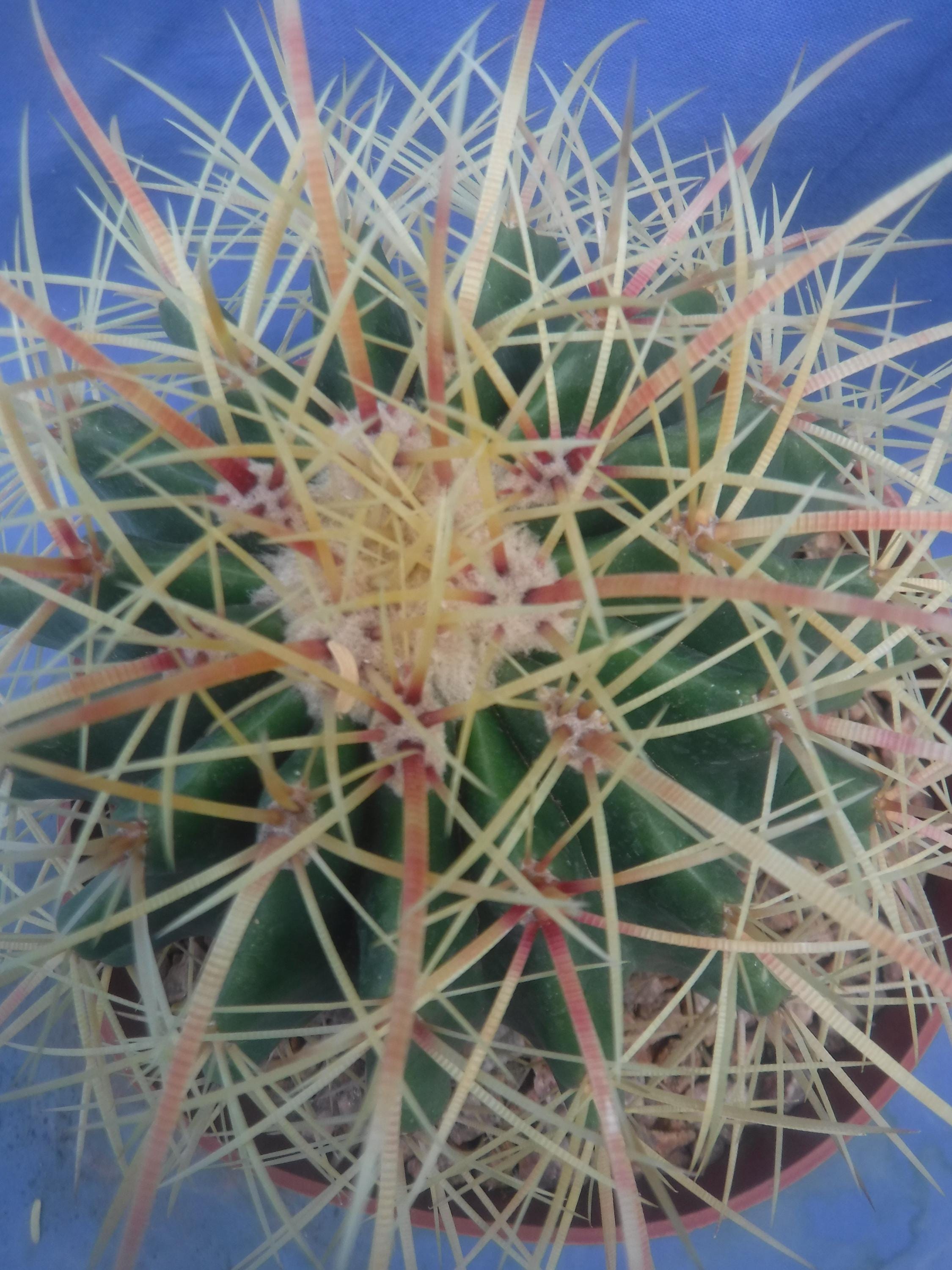 Echinocactus Grusonii HYBRID W/fero Gracilis Golden Barrel Cactus