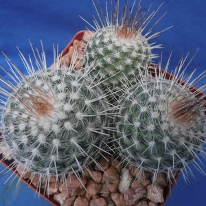 Mammillaria geminispina THREE PLANTS 3.25 Pot Size Gorgeous Plants Pink Flowers image 4