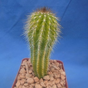 May include: A green cactus with yellow accents and long white spines, potted in a square, burgundy-colored container filled with small, light brown rocks. The background is a solid blue.