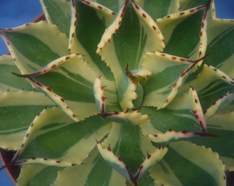 Agave "Desert Diamond" VARIEGATED! Superb Succulent 7" Wide 8" Pot Size E9