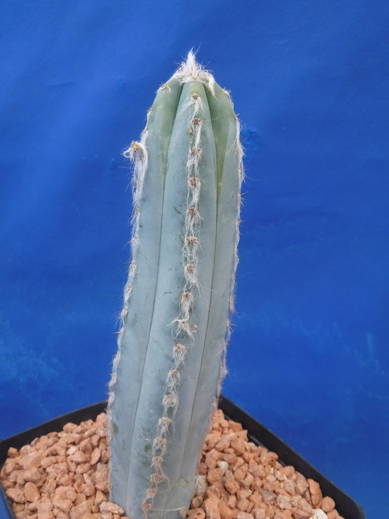 Pilosocereus pachycladus Super Blue Very Hairy Columnar 610 Tall Very BLUE image 7