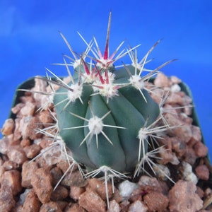 Ferocactus santa-maria Cactus 3.25 Tamaño de la olla RARO Muy difícil encontrar especies imagen 8