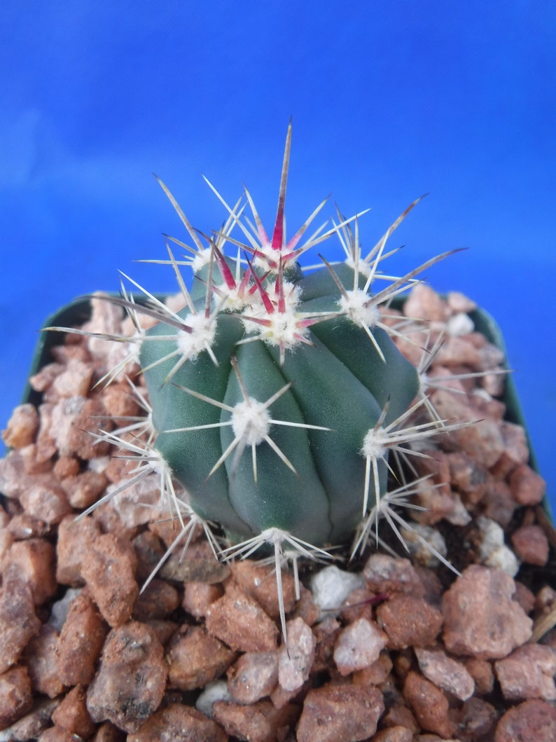 Ferocactus santa-maria Cactus 3.25 Tamaño de la olla RARO Muy difícil encontrar especies imagen 8