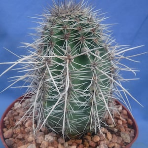 Saguaro Cactus Carnegiea gigantea 4&quot;-6&quot; Tall #2 Grade Landscape Quality! DEAL Limited Quantities! BLOW OUT PRiCE!