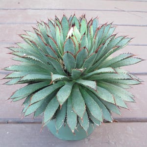 Mangave plant - Etsy.de