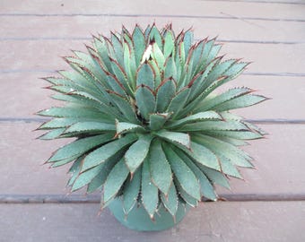 Agave Toumeyana Ssp. Bella | Toumeys Century Plant | 10 Seeds - Etsy