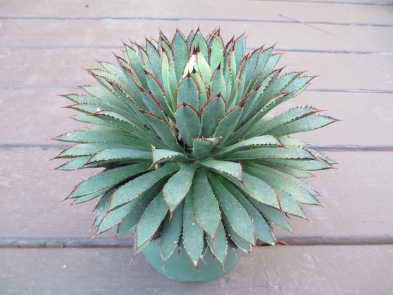 mangave マンガべ　レッドウィング　子株 マンガベ近況 | つべるふブログ 多肉生活 2021〜