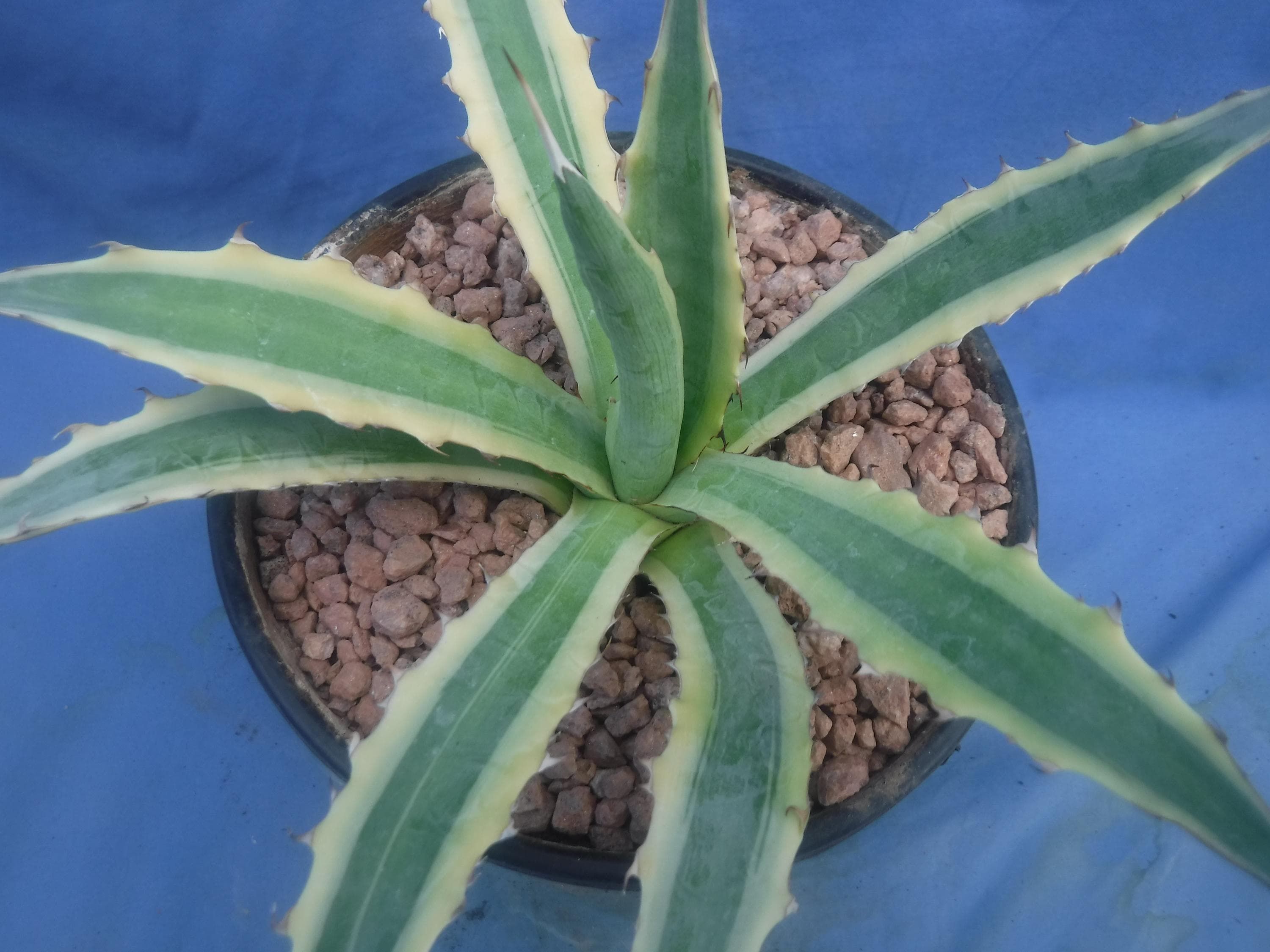 アガベ キシロナカンサ 斑入り「フロストバイト」 素敵な色 9 インチ幅