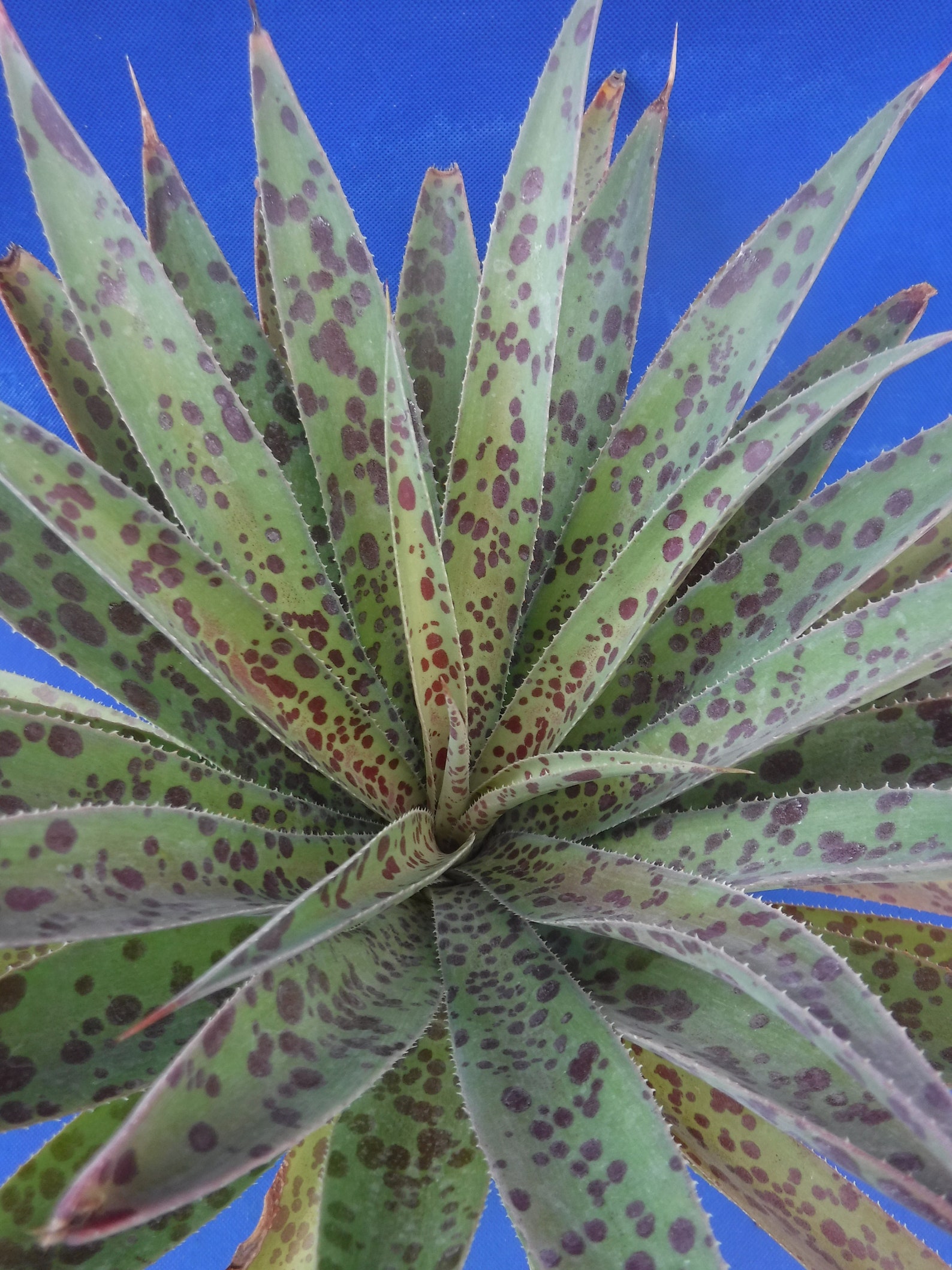 Pineapple Express Mangave LARGE Plant Agave/manfreda Hybrid Etsy