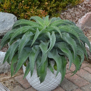 Falling Waters Mangave STARTER Plant Agave/Manfreda Hybrid Great COLORS Succulent 4" to 6" Wide