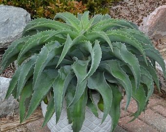 Falling Waters Mangave STARTER Plant Agave/Manfreda Hybrid Great COLORS Succulent 5&quot; to 7&quot; Wide