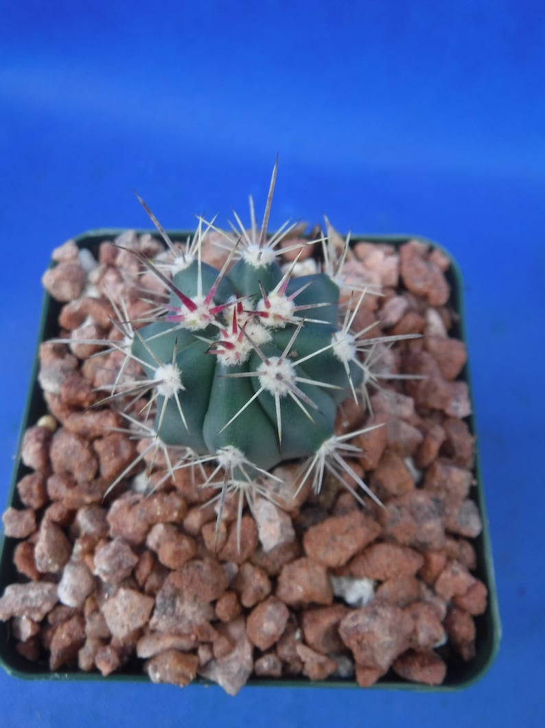 Ferocactus santa-maria Cactus 3.25 Tamaño de la olla RARO Muy difícil encontrar especies imagen 6