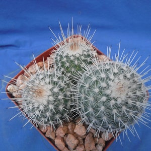 Mammillaria geminispina THREE PLANTS 3.25 Pot Size Gorgeous Plants Pink Flowers image 9