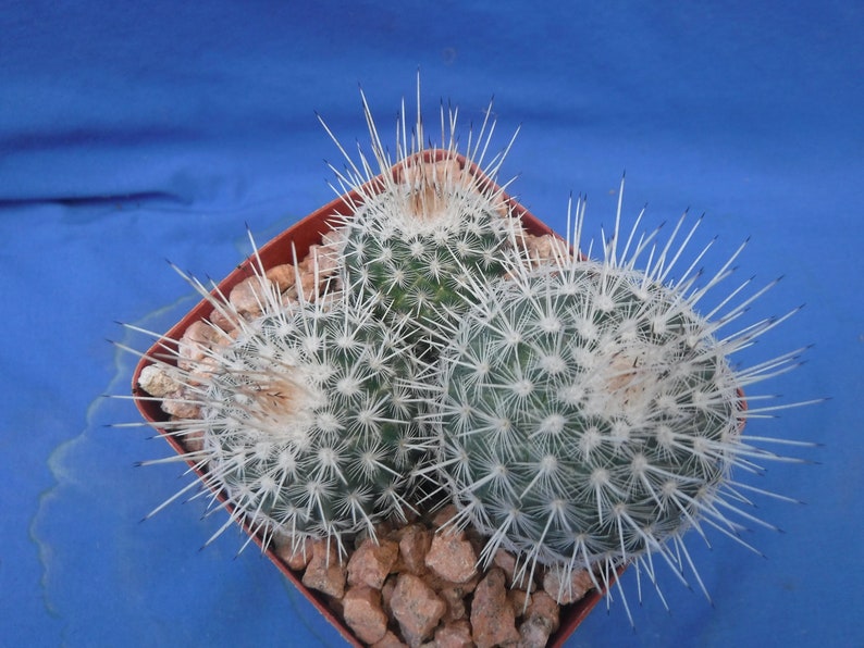 Mammillaria geminispina THREE PLANTS 3.25 Pot Size Gorgeous Plants Pink Flowers image 9