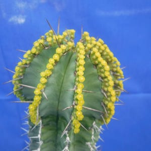 May include: A close-up of a green cactus with yellow flowers and sharp thorns. The cactus has a ribbed texture and is set against a blue background. The yellow flowers are clustered in small, bead-like formations.