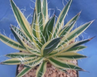 Agave Schidigera 