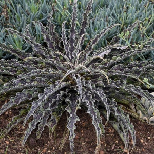 Mint Chocolate Chip Mangave Starter Plant Agave & Manfreda Hybrid 4 to 8 Wide Please READ THE LISTING image 2