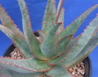 Aloe Hybrid KG „Dental Work“ Sukkulenten Pflanze Traumhafte Rote Ränder! 8 "Breite 6" Topf Größe B3