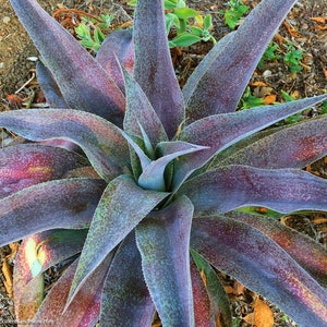 Macho Mocha Mangave STARTER Plants Agave & Manfreda Hybrid 4"-7" Wide