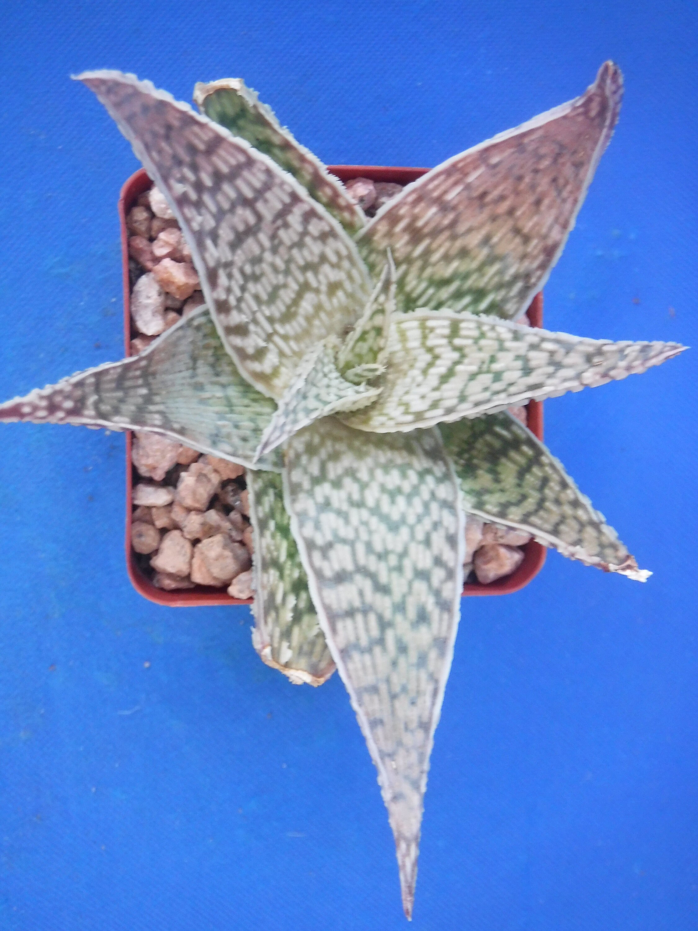Aloe &;D L; K Gn híá V €0.99 suav.com.br