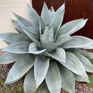 Agave ovatifolia &quot;Frosty Blue&quot; Piante di partenza larghe da 2,5&quot; a 3&quot;. RESISTENTI AL FREDDO FINO A 5F!!