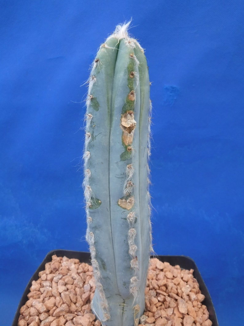 Pilosocereus pachycladus Super Blue Very Hairy Columnar 610 Tall Very BLUE image 5