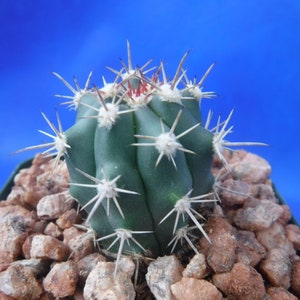 Ferocactus santa-maria Cactus 3.25 Tamaño de la olla RARO Muy difícil encontrar especies imagen 3