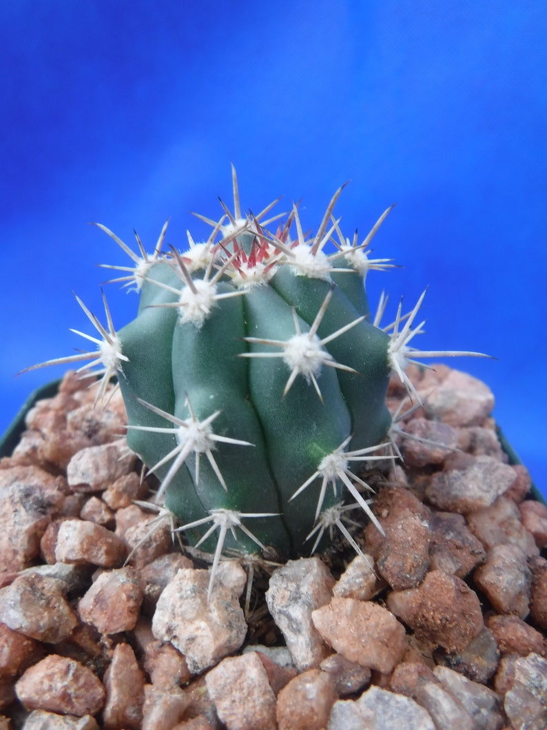 Ferocactus santa-maria Cactus 3.25 Tamaño de la olla RARO Muy difícil encontrar especies imagen 3