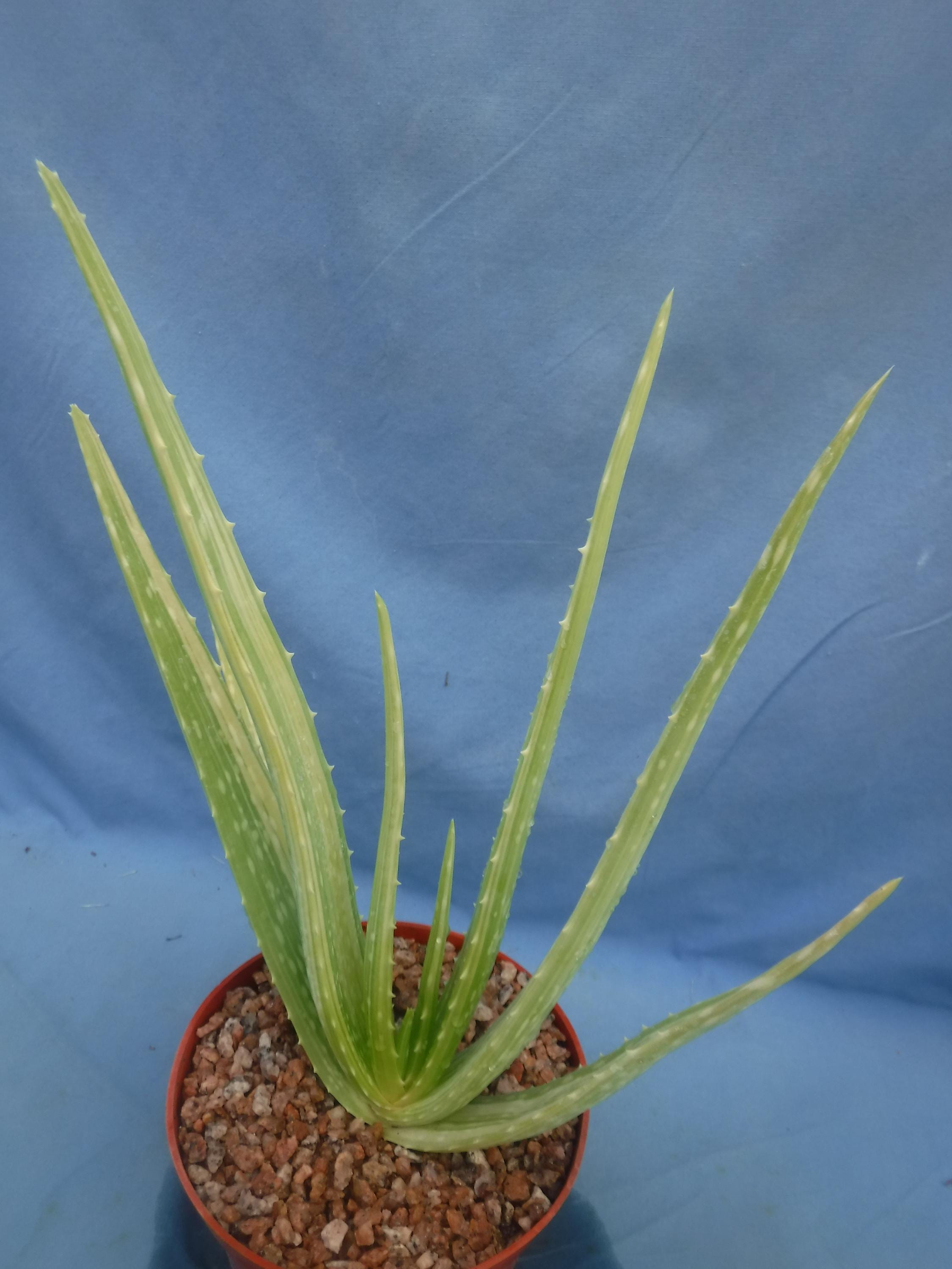 Aloe variegata - Etsy 日本