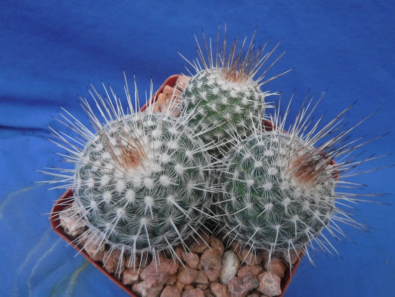 Mammillaria geminispina THREE PLANTS 3.25 Pot Size Gorgeous Plants Pink Flowers image 6