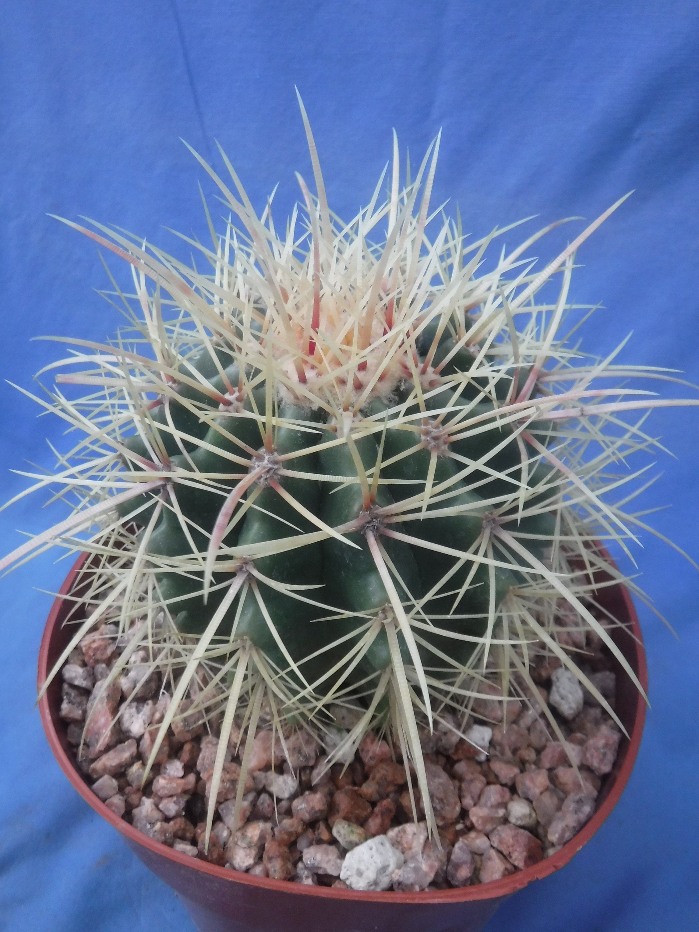 Echinocactus grusonii HYBRID W/Ferocactus gracilis Golden Barrel