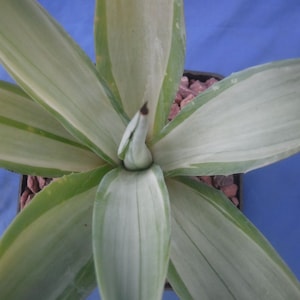 Agave desmettiana &quot;Quicksilver&quot; Variegated Agave Starter Plant 4&quot; to 6&quot; Wide Green/Silverish Color Very Rare!