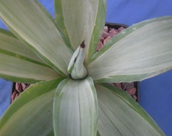 Agave desmettiana "Quicksilver" Variegated Agave Starter Plant 4" to 6" Wide Green/Silverish Color Very Rare!