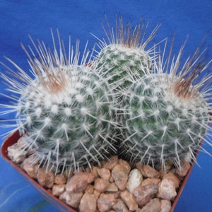 Mammillaria geminispina THREE PLANTS 3.25 Pot Size Gorgeous Plants Pink Flowers image 3