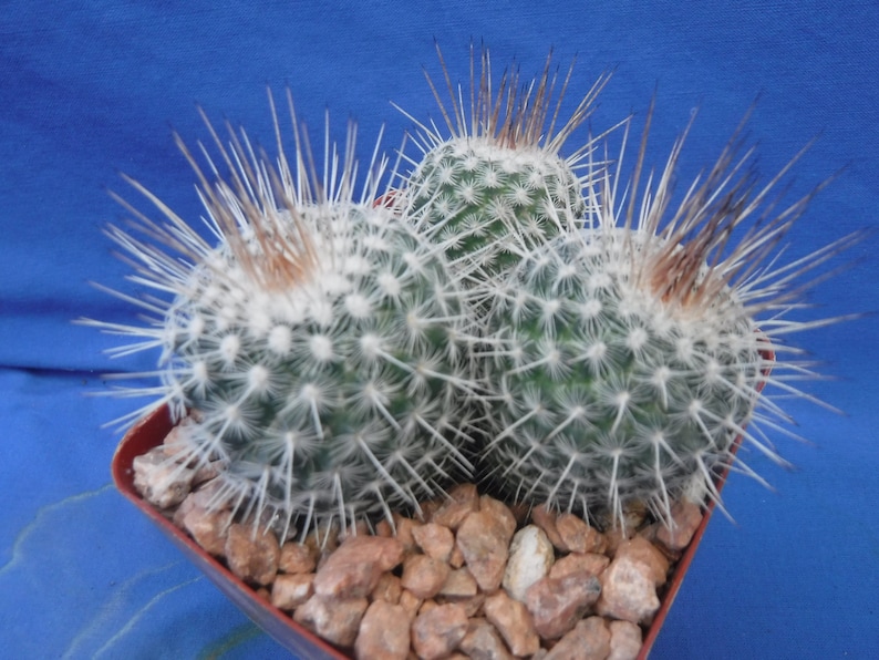 Mammillaria geminispina THREE PLANTS 3.25 Pot Size Gorgeous Plants Pink Flowers image 3