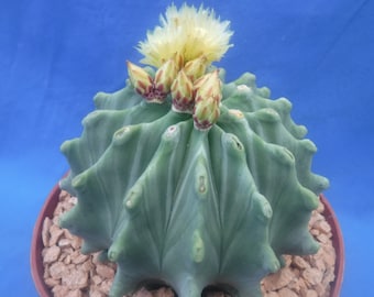 Ferocactus glaucescens inermis Cactus baril sans épines Plante fleurie de taille MÉGA RARE ! 4,5 pouces de large ! Z4