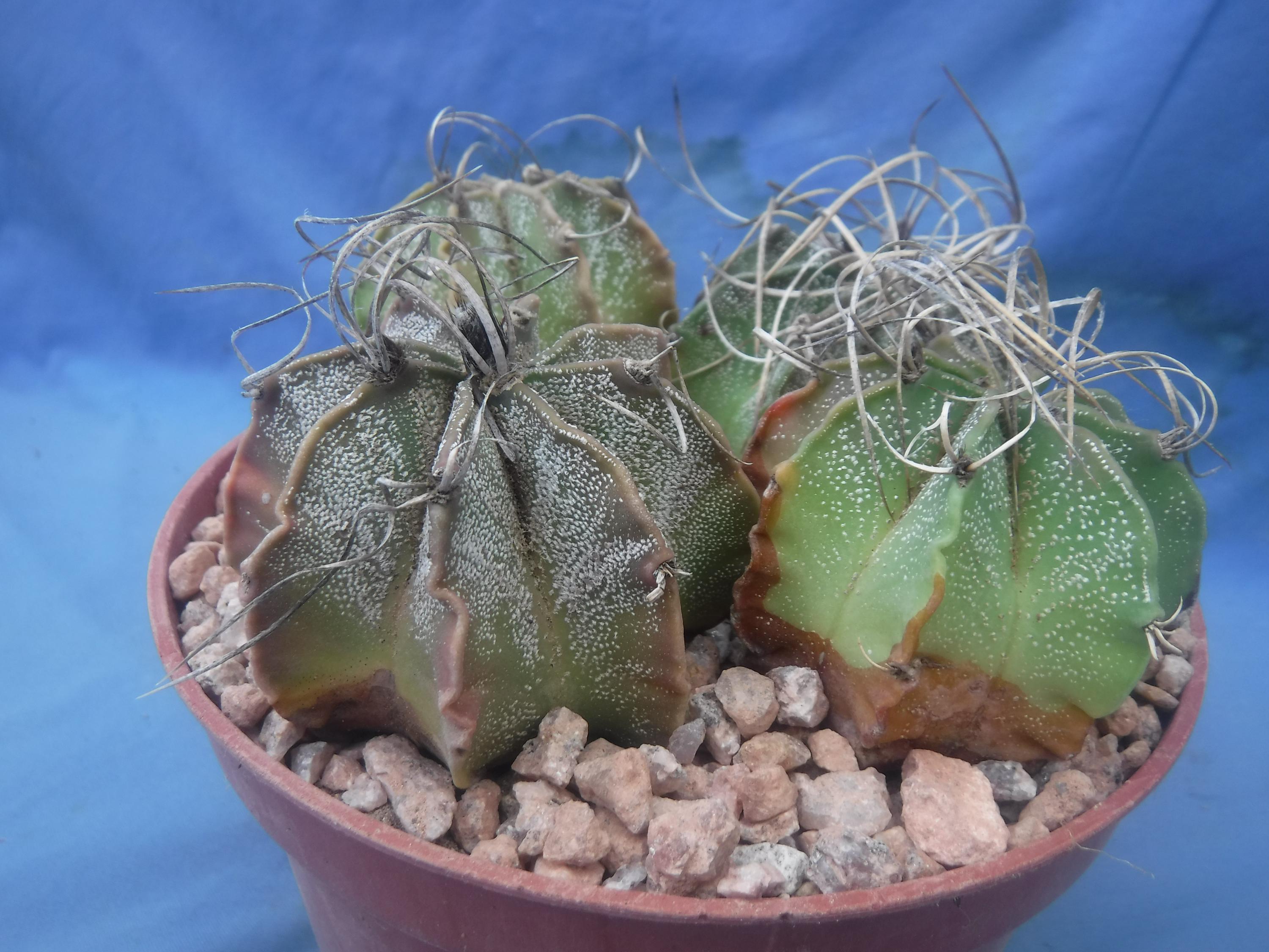 Astrophytum Plant - Etsy