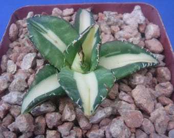 Private Listing for CrazyHCactus