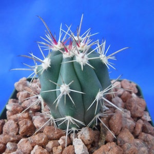 Ferocactus santa-maria Cactus 3.25 Tamaño de la olla RARO Muy difícil encontrar especies imagen 5