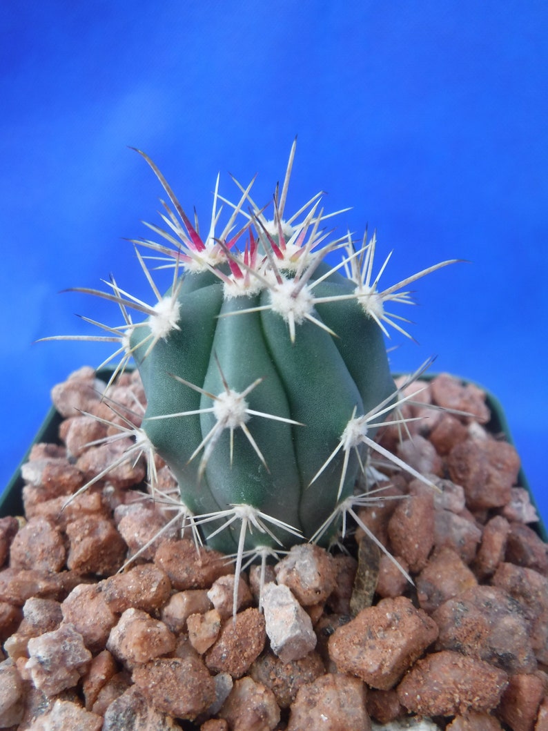 Ferocactus santa-maria Cactus 3.25 Tamaño de la olla RARO Muy difícil encontrar especies imagen 5