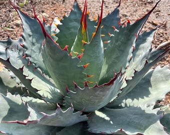 Agave Parrasana "fireball" Large Specimen -    -  "  -  - Rare Specimen -  - - US Stock -  - Etsy