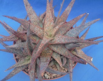 Aloe Hybrid: Raspberry Ruffles Plant 10" Wide Clump! 6 Pups! Easy to Grow Succulent Great Texture D4