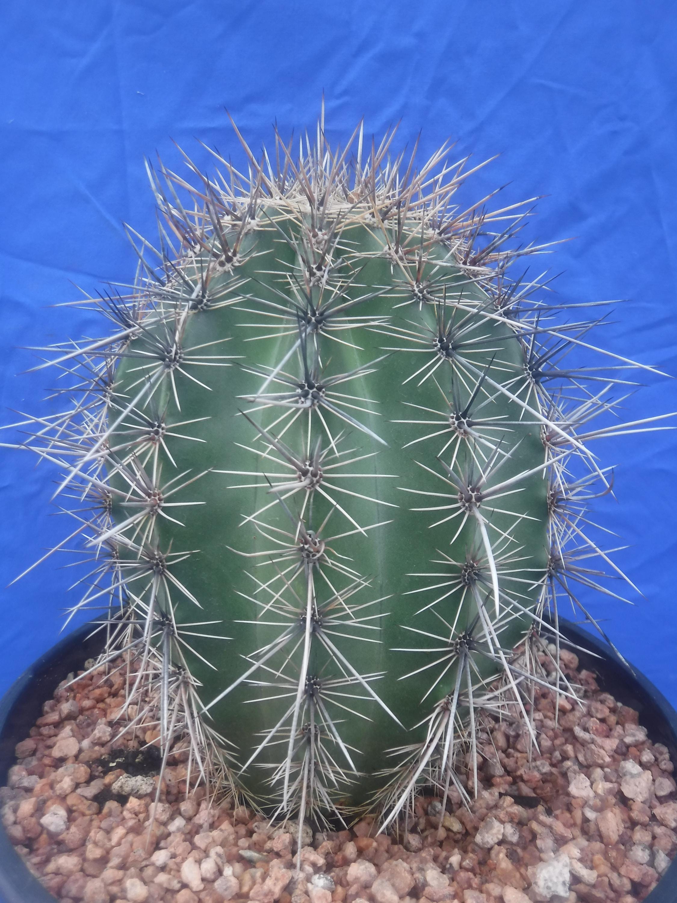 Saguaro Cactus LARGE PLANT Carnegiea gigantea Succulent 10-12" Tall 12+ Years Old BIG Fatty!