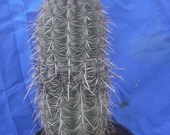Saguaro Cactus LARGE PLANT Carnegiea gigantea Succulent 14" Tall 15 Years Old H1EE