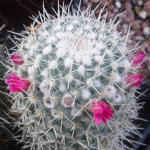 Mammillaria geminispina THREE PLANTS 3.25 Pot Size Gorgeous Plants Pink Flowers image 1