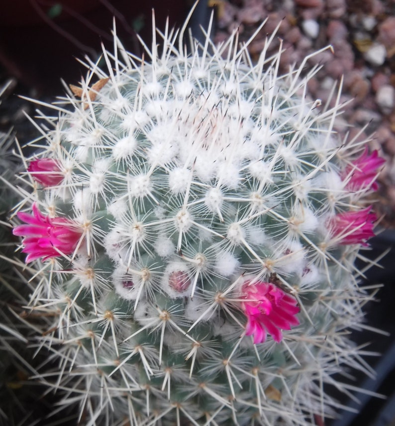 Mammillaria geminispina THREE PLANTS 3.25 Pot Size Gorgeous Plants Pink Flowers image 1