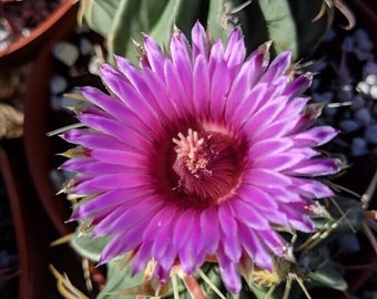 Cactus Ferocactus latispinus (3) plantes en pot de 3,25 po. ! Bonne affaire ! Fleurs violettes